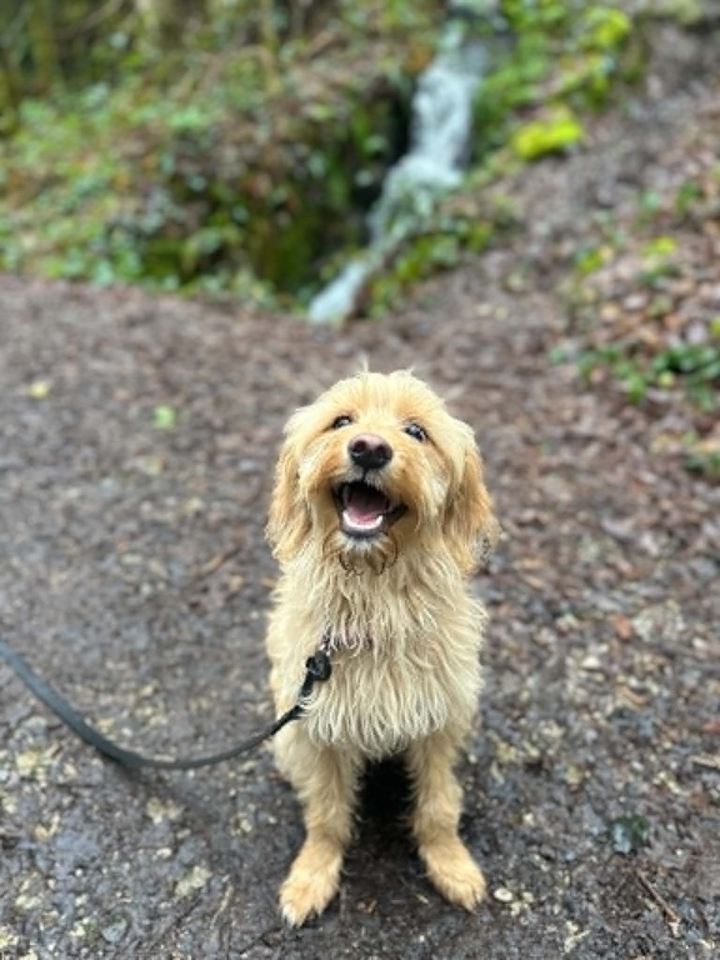 A happy doodle sitting attentively during training